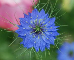 Love in the mist from Awapuni Nurseries , <p>Love in the mist flowers during spring to early summer. It's a good bedding plant.</p> Love In The Mist, Bedding Plant, Nursery Supplies, Vegetable Shop, Herb Shop, Flowers Lavender, Cottage Gardens, Lavender Flower, Low Maintenance Plants