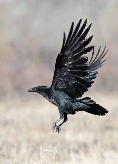 Raven Taking Flight, Ravens In Flight, Crow Landing, Ravens Flying, Raven In Flight, Raven Flying, Flying Raven, Crow Pictures, Raven Wings