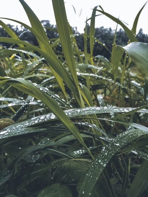 The picture shows morning dews in grass Dewy Grass Aesthetic, Grass Type, Morning Dew, The Picture, Picture Show, Pop Up, Wallpapers, Water, Quick Saves