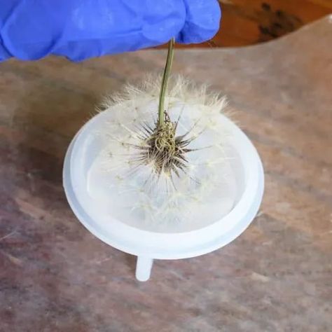 Dandelion Resin Jewelry, Resin Dandelion Diy, Dandelion Crafts, Dandelion In Resin, Dandelion Craft, Dandelion Resin, Flower Resin Art, Paper Weights Diy, Diy Dandelion