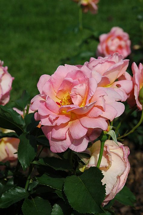 Rose Tiffany, Tiffany Rose, Fragrant Roses, Types Of Roses, Full Size Photo, David Austin Roses, Dream Cottage, Pretty Roses, English Roses