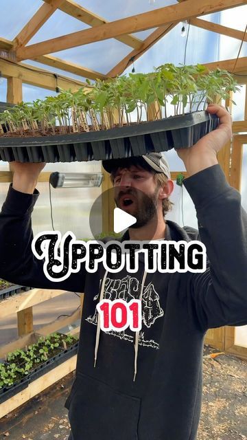 Noah Young on Instagram: "It’s time to pot it like it’s hot! 🔥🌱

Upotting is a simple, time consuming and important step in a seeds journey to the outside world. In order for the plant to thrive it’s roots need plenty of space to grow. That’s why transplanting to a container that’s 3 times larger is recommended if you’re still buying time before planting outside! 

#seedling #seeds #seed #planting #garden #gardening #potting #pot #transplant #homestead #plant #plants #plantsmakepeoplehappy #homesteadee #education #educational #tip #tips #fact #facts #funfact #helpful #didyouknow #farm #tomato #peppers #gardendesign #gardeninglife #theshilohfarm" Growing Seedlings, Seed Planting, Planting Garden, Garden Growing, Outside World, Peppers, Planting, Garden Design, Fun Facts