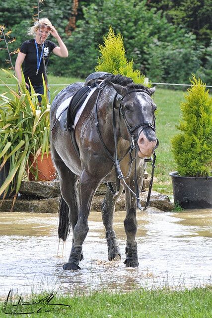 Cross Country Course, Eventing Horses, Funny Horses, Horse Boarding, Funny Horse, Horse Crazy, Horse Jumping, Cute Horses, Horse Life