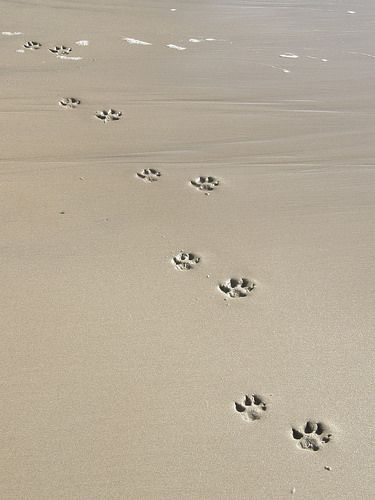 paws (explored) | Flickr - Photo Sharing! Beach Dogs, Peaceful Beach, Dog Friendly Beach, Dog Photoshoot, 강아지 그림, I Love The Beach, Chinese Crested, Dog Beach, Coastal Chic