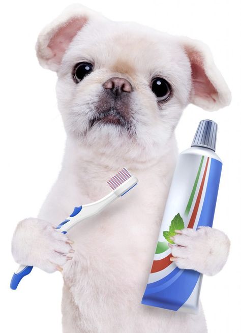 Dental Aesthetic, Grooming Salons, Pet Dental Care, Bichon Dog, Dog Grooming Salons, Bichon Frise Dogs, Dog Toothbrush, Dog Teeth Cleaning, Dog Dental Care