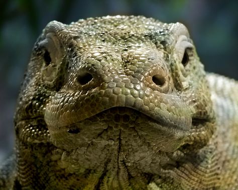 Dragon Project, Komodo Dragons, Large Lizards, Monitor Lizard, Dragon Face, Komodo Dragon, Chameleons, Komodo, Reptiles And Amphibians