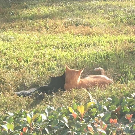 Two Cats, Orange Cat, The Grass, Black Cat, Orange, Black