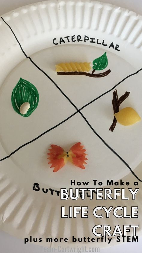 Text: How To Make a Butterfly Life Cycle Craft plus more butterfly STEM. Picture: Paper plate with butterfly life cycle made out of markers and dried noodles. Butterfly Art Projects, Butterfly Crafts Preschool, Science Projects For Preschoolers, Butterfly Life Cycle Craft, Butterfly Lessons, Butterfly Science, Life Cycle Craft, Insects Preschool, Butterflies Activities