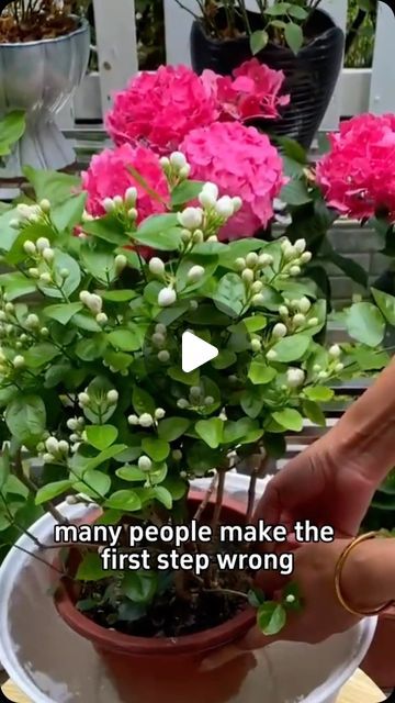 Plants To Grow At Home, How To Grow Flowers At Home, Diy Indoor Plant Fertilizer, Fertilizing Indoor Plants, Jasmine Growing On House, Natural Indoor Plant Fertilizer, Indoor Jasmine Plant Houseplant, Natural Plant Fertilizer, Curry Leaf Plant