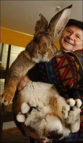 Gentle German giants on Pinterest | Giant Rabbit, Giant Bunny and ... Flemish Giant Rabbit, Giant Rabbit, Giant Bunny, Flemish Giant, Giant Animals, Big Bunny, Rabbit Baby, Pet Animals, Chinchillas