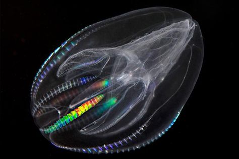 Comb Jellies, The rainbow colors decorating this jellyfish are a result of bioluminence, a natural process of creating lights biologically. It swims with the helps of a group of comb-like eyelash hairs, from which it gets its name. Mysterious Sea Creatures, Weird Sea Creatures, Creature Marine, Living Fossil, Cnidaria, Deep Sea Creatures, Weird Fish, Life Form, Cane Corso