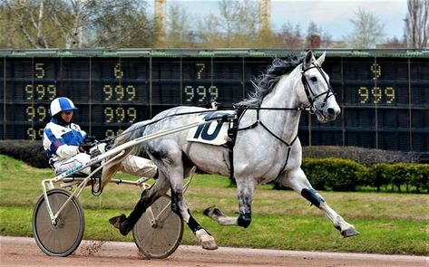 Standardbred Racing, Orlov Trotter, Standardbred Horse, Pony Breeds, Animal Magnetism, Harness Racing, Majestic Horse, Trotter, Magnetism