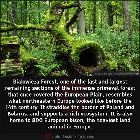 Nature Facts, Bialowieza Forest, Fact Of The Day, Mystery Of History, Earth From Space, Beautiful Places To Travel, Hard Time, New Things To Learn, Places Around The World