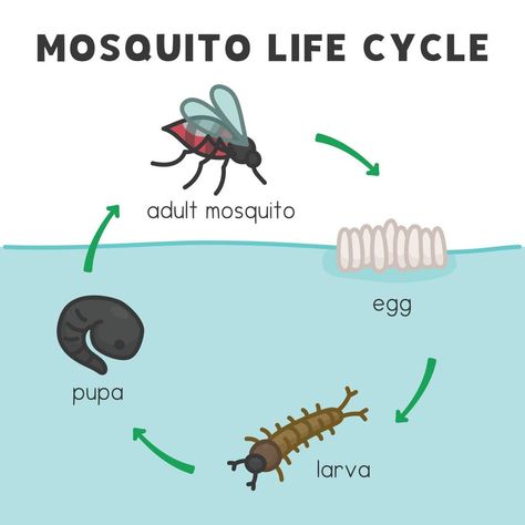 Life Cycle Of A Mosquito, Mosquito Life Cycle, Science Subject, Kawaii Doodle, Doodle Vector, Diagram Chart, Party Hacks, Kawaii Doodles, Vector Cartoon