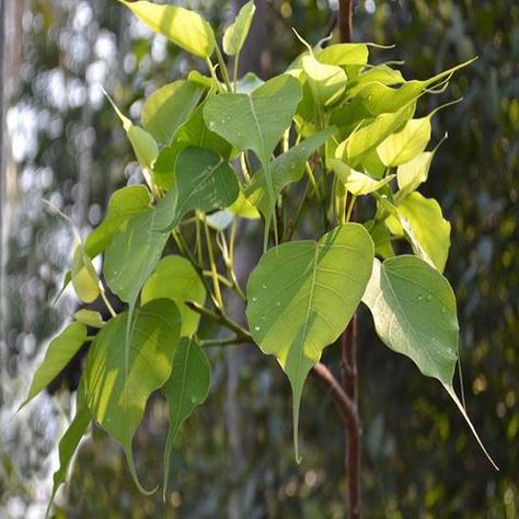 The properties of the Peepal tree have been told in many old Ayurvedic texts that the use of Peepal improves the color, provides relief from wounds, swelling, pain. Pipal Tree, Peepal Tree, Cork Tree, Sick Remedies, Home Health Remedies, Tree Seeds, Unique Trees, Homemade Remedies, Deciduous Trees