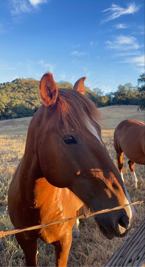 Horse, vsco, aesthetic, farm Feeding Horses Aesthetic, Farm Dog Aesthetic, Horses In Pasture, Aesthetic Farm, Horse Pasture, Farm Aesthetic, Dream Future, Vsco Aesthetic, Horse Feed