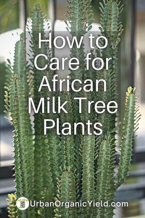 African Milk Plant, Cactus Indoor Plant, African Milk Cactus, Milk Cactus, Euphorbia Succulent, Tall Cactus Plants, Desert Scape, Physic Garden, Euphorbia Plant