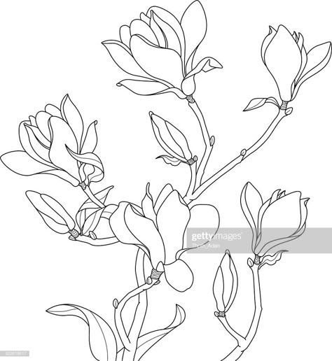 Vector Art : Magnolia blossoms drawing Magnolia Blossom, Flower Sketches, Magnolia Flower, Vector Drawing, Plant Art, Silk Painting, Free Vector Art, Fabric Painting, Botanical Art