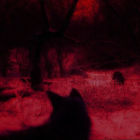 Red Cryptid Aesthetic, Wolf Red Aesthetic, Red Werewolf Aesthetic, Deep Red Aesthetic Grunge, Red Color Icon, Red Forest Aesthetic, Red Wolf Aesthetic, Red Grunge Pfp, Red Pfp Aesthetic