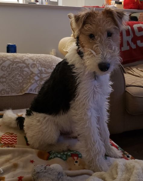 Wire hair fox terrier Wire Hair Fox Terrier, Wire Fox Terrier Puppies, Fox Terrier Puppy, Fox Terriers, Wire Fox Terrier, Terrier Puppies, Fox Terrier, Cute Puppy, Cute Puppies