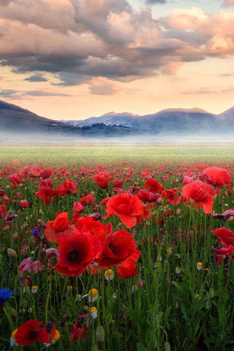 Poppy Fields, Fields Of Flowers, Different Types Of Flowers, Field Of Flowers, Poppy Field, Cloudy Sky, Types Of Flowers, Flower Field, Red Poppies