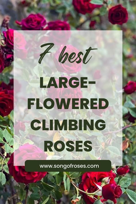 Click on the pin to take a look at seven great varieties of large-flowered climbing roses. Best Climbing Roses, Climbing Roses Trellis, Red Climbing Roses, Types Of Climbing, Climbing Rose, Garden Inspo, Rose Varieties, Hybrid Tea Roses, Rose Fragrance