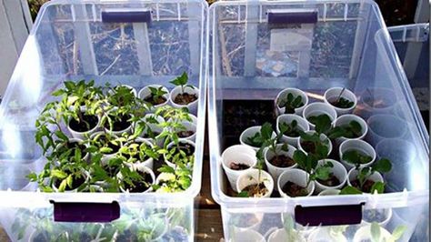 clear plastic tote greenhouse | DIY Seedling Greenhouses | Get a Jump Start on Your Garden This Year | Cool And Simple Tricks To Start Your Own Indoor Seedling Using Items From Around Your Home by Survival Life at http://survivallife.com/diy-seedling-greenhouses/ Diy Mini Greenhouse, Portable Greenhouse, Indoor Greenhouse, Greenhouse Interiors, Backyard Greenhouse, Small Greenhouse, Mini Greenhouse, Diy Greenhouse, Cold Frame