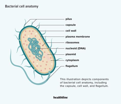 Bacteria Types, Bacterial Cell, Microbiology Study, Plasma Membrane, Medical School Life, Doodle Quotes, Biology Facts, Medical Student Study, Plant Tissue