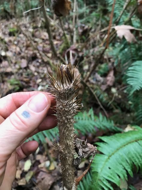 Devil's Club | the Healer's healer — Ravensong Seeds & Herbals Devils Club, Art In The Park, New Roots, Indigenous People, Medicinal Herbs, The Mind, The Park, Natural Remedies, The Spirit