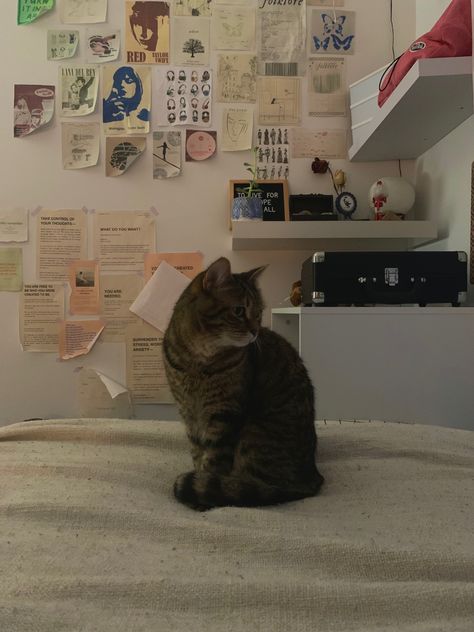 Cat In Dorm Room, Aesthetic Dorm Bathroom, Dorm Cat, Room Cozy Aesthetic, Dorm Bedroom Decor, Wallpaper Bedroom Wall, Cats Room, Dorm Aesthetic, Aesthetic Animals