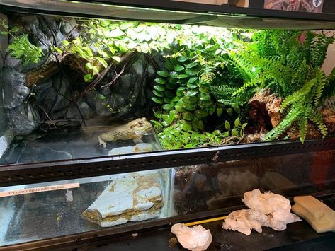 Joshs Exotics on Instagram: "The Bioactive’s. These enclosures give a much more natural environment for the animal to live i. With exotic animals wild recreation is basically what we should be trying to achieve, as they have not yet adapted to life in captivity. #bioactive #bioactivevivarium #bioactiveterrarium #vivarium #terrarium #3dbackground #liveplants #plants #cleanupcrew #isopods #springtails #africanbullfrog #pyxicephalusadspersus #gargoylegecko #rhacodactylusauriculatus #indianornamen African Bullfrog Enclosure, Pixie Frog Enclosure, Terrarium For Isopods, Isopods Terrarium, Pacman Frog Enclosure, Isopod Enclosure, Isopod Terrarium, Pixie Frog, Frog Enclosure