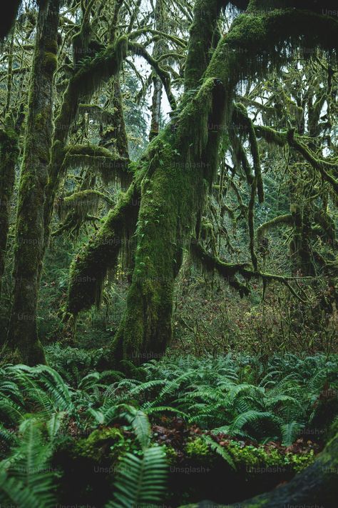 Thanks to @joshua_earle for making this photo available on @unsplash 🎁 Overgrown Forest, Lush Green Forest, Trees Photo, Creative Commons Images, Park Landscape, Winter Images, Tree Images, National Parks Usa, Olympic National Park