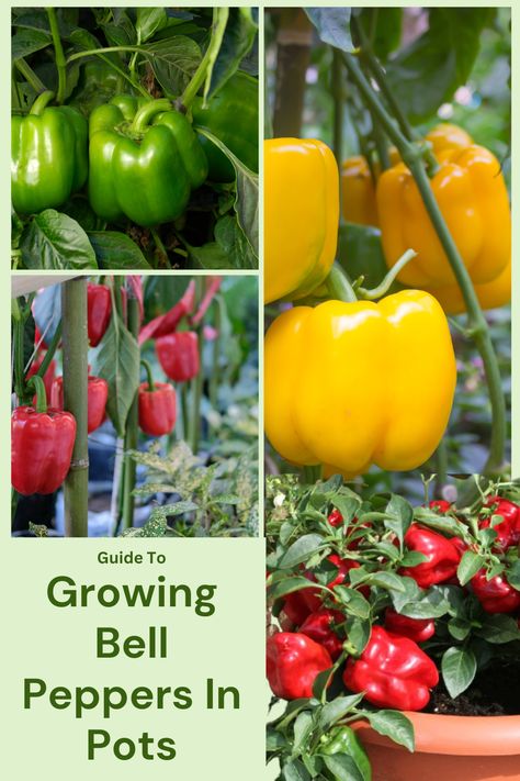 How to grow bell peppers in pots and containers easily and get abundant harvest. Peppers In Pots Growing, Bell Pepper Growing, Peppers In Pots, Grow Bell Peppers, Pepper Growing, Growing In Pots, Growing Bell Peppers, Growing Peppers, Garden Remedies