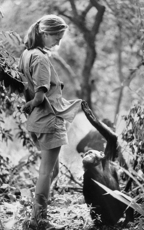 What we can all learn from Dr. Jane Goodall Dian Fossey, Jane Porter, Wildlife Biologist, Jane Goodall, Wildest Dreams, Zoology, Primates, Tarzan, Inspirational Women