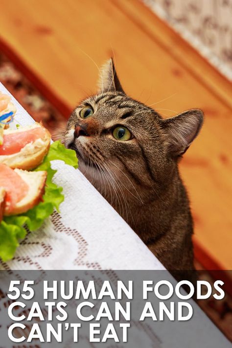 What Cats Can And Can’t Eat, Human Food Cats Can Eat, What Food Can Cats Eat, Food Cats Can Eat, Human Foods Cats Can Eat, What Can Cats Eat And Not Eat, What Human Food Can Cats Eat, What Human Foods Can Cats Eat, Cakes For Cats To Eat