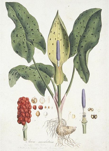 Arum maculatum (Lords and Ladies) from Flora Londinensis (1777-1787) published by William Curtis. Lords And Ladies, Vintage Botanical Prints, Botanical Painting, Botanical Beauty, Scientific Illustration, Botanical Drawings, Plant Illustration, Fruit Art, Junk Journaling