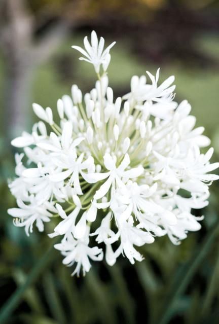 Agapanthus varieties: how to choose the best species for your garden White Agapanthus, Agapanthus Plant, Lily Of The Nile, Agapanthus Africanus, Australian Garden Design, Growing Tulips, African Lily, Azalea Flower, Australian Garden