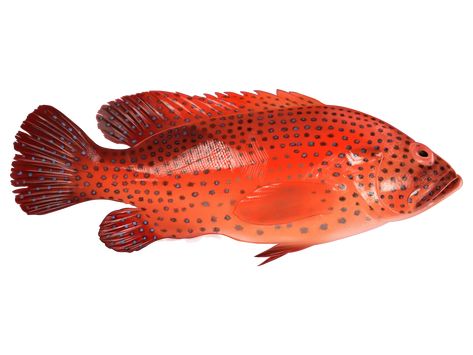 Learn About the Red Grouper – Fishing Bottom Fishing Rigs, Red Grouper, Grouper Fish, Bottom Fishing, Species Of Sharks, Moray Eel, Fish Artwork, Fish Species, Fishing Rigs