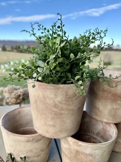 5 Secrets to Aging Terra Cotta Pots with Lime: HOW I DID IT — Hey Honeysuckle How To Age Terra Cotta Pots, White Wash Terra Cotta Pots, Flower Pot Makeover, Antique Terra Cotta Pots, Pot Makeover, Aging Terra Cotta Pots, Terra Cotta Plant, Diy Chalk Paint Recipe, Outdoor Vases