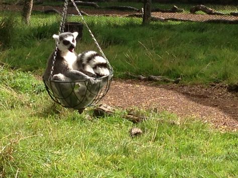 Zoo Animal Enrichment, Lemur Enclosure, Raccoon Enrichment, Lemur Enrichment, Primate Enrichment, Zoo Enrichment, Enrichment Projects, Animal Enrichment, Zoo Project