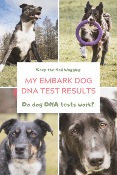 Embark Dog DNA Tests - Do dog DNA tests really work? This is my third time testing my dogs - why so many? Learn why I decided to test my dogs one more time using Embark and why I think everyone should make the investment. Wow! Embark Vet BLEW ME AWAY!!! Holistic Dog Care, Popular Dog Names, Dog Rescue Stories, Health Kit, Dog Friendly Vacation, Dog Dna Test, Agility Training For Dogs, Dog Remedies, Dog Pool