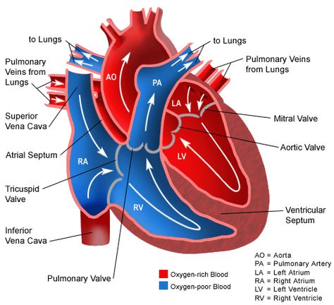 Anatomy of the Heart: Blood flow through the Heart and the Heart Valves involved. Heart Valves, Normal Heart, The Human Heart, Heart Anatomy, Cardiac Nursing, Respiratory Therapy, Human Anatomy And Physiology, Circulatory System, Nursing Study