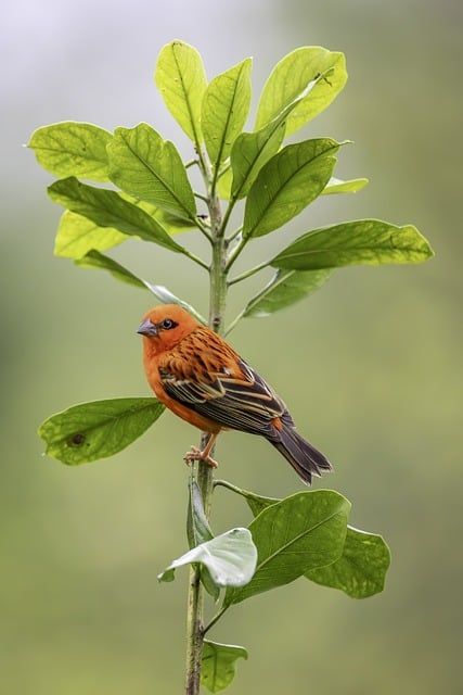 Bird Photos Photography, Bird On Branch, Yellow Bird, Bird Pictures, Tree Tops, Red Birds, Bird Photo, Small Trees, Bird Photography