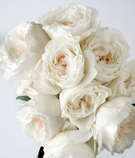 Garden Rose Bouquet Wedding, Garden Roses Wedding, Rose Garden Landscape, Garden Rose Bouquet, Rose Wedding Bouquet, Flower Company, Rose Arrangements, Garden Rose, White Cloud