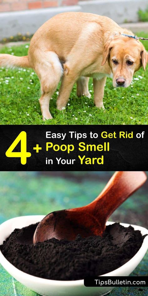 Pet odor ruins your outdoor space, whether it’s cat pee or dog poop smell. Use household items like baking soda and white vinegar to clear the stench of cat poop and urine, or an unpleasant dog smell from your surroundings, and reclaim your backyard. #getridof #poop #smell #outside How To Neutralize Dog Urine In Yard, Diy Dog Pee Repellent, How To Get Dog Urine Smell Out Of Artificial Turf, Dog Pee Post Ideas, How To Eliminate Pet Odor Urine Smells, Outdoor Dog Pee Area, How To Keep Dogs From Pooping In My Yard, Dog Odor Eliminator Diy, Dog Poop Area Backyard