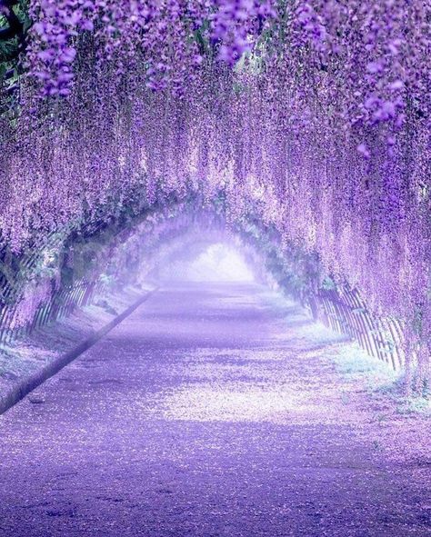 Wisteria Japan, Wisteria Tunnel, Wisteria Garden, Pretty Flowers Pictures, Wisteria Tree, Purple Wisteria, Beauty Places, Purple Garden, Pretty Landscapes