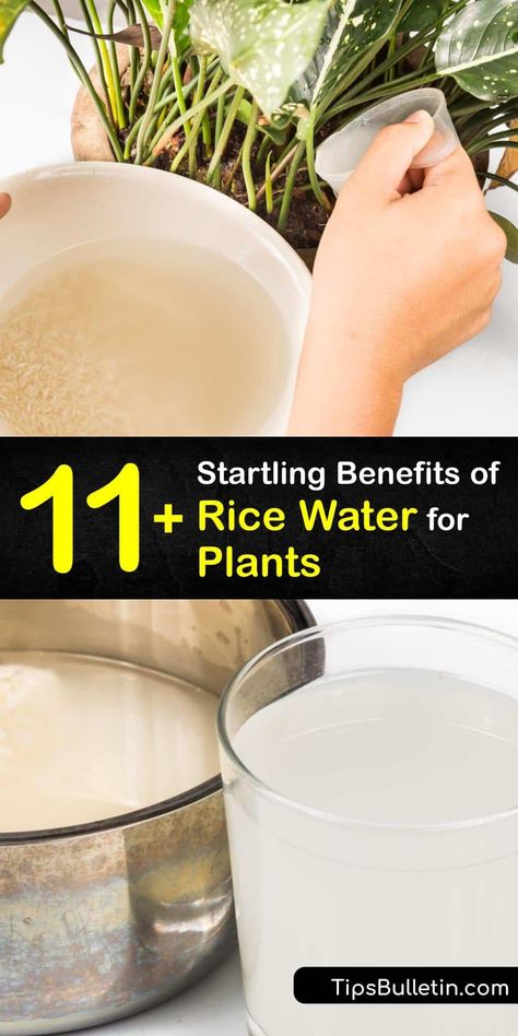 When you’ve cooked or washed rice, you have organic rice water. Rice comes from a rice plant grown in a rice field, where the rice water weevil is a major pest. Use fermented rice water to water plants and give them nutrients and beneficial Lacto bacilli bacteria. #rice #water #plants What Is Rice Water Good For, Rice Water Uses, Rice Water Fertilizer, Rice Water For Plants Benefits, Rice Water For Plant Growth, Uses For Rice Water, Fermented Rice Water, Rice Water For Plants, Rice Water