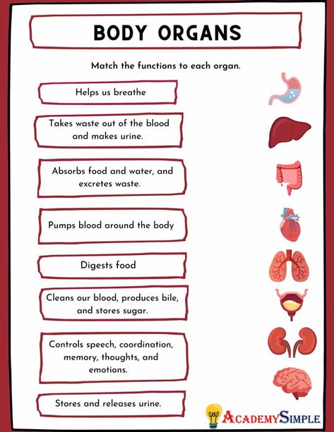 Organs Of The Body Anatomy, The Body Anatomy, Human Body Printables, Body Systems Worksheets, Body Parts For Kids, Organs Of The Body, Human Body Worksheets, Anatomy Notes, Human Body Activities