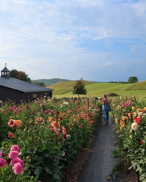 A picture is worth a thousand words! And this season’s favourite photo perfectly captures the heart & beauty of our you-pick events. Come see for yourself at Valhaven Farm, reserve your spot while you still can! 💐✨💕 ✨Book Your Ticket, Link In Bio 💐 info@valhavenfarm.ca 📍Located in Hockley, Ontario #PickYourBouquet #CreateYourBouquet #LocalFlowers #BloomWithUs #DufferinCounty #Flowers #FloralExperience #Florist #Dahlias #Peonys #FlowerFarm #ValhavenFarm Farm Flower Garden, Farm Fresh Flowers, Flower Farm Photography, Wild Flower Farm, You Pick Flower Farm, Flower Farm Aesthetic, Dahlia Farm, Flowers Farm, Flower Farms