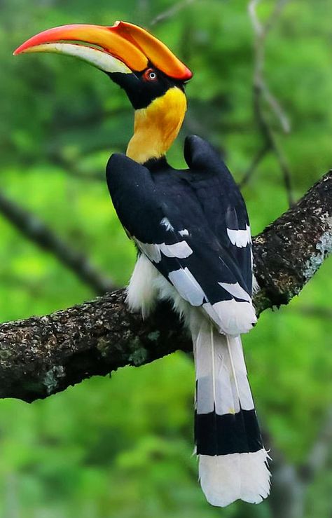 Great Hornbill, Prehistoric Animals Dinosaurs, Bird Reference, Birds Photography Nature, Canon 80d, Unusual Animals, Wildlife Sanctuary, Endangered Animals, Prehistoric Animals